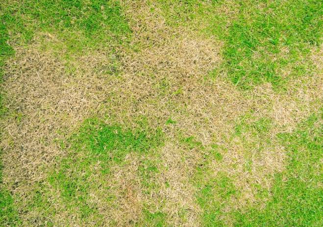 Dry Lawn Patches – Improve Growth With Better Care